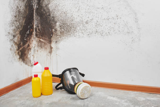 Best Commercial Mold Remediation in Wernersville, PA