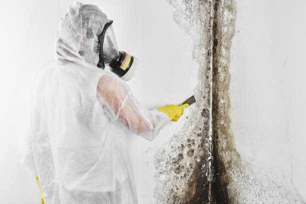 Best Mold Remediation for Specific Building Types in Wernersville, PA