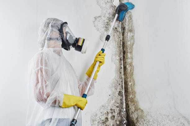 Best Black Mold Remediation in Wernersville, PA