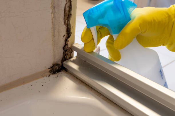 Best Insurance-Related Mold Remediation in Wernersville, PA