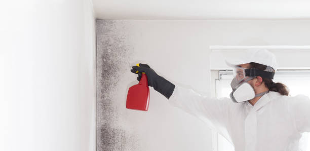 Best Residential Mold Remediation in Wernersville, PA