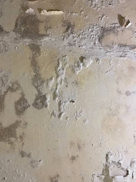 Best Post-Flood Mold Remediation in Wernersville, PA