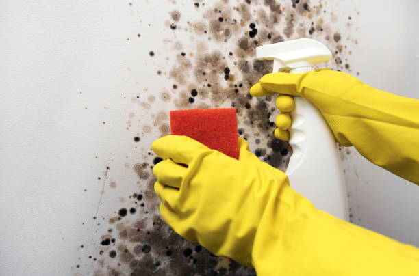 Best Mold Remediation for Schools in Wernersville, PA