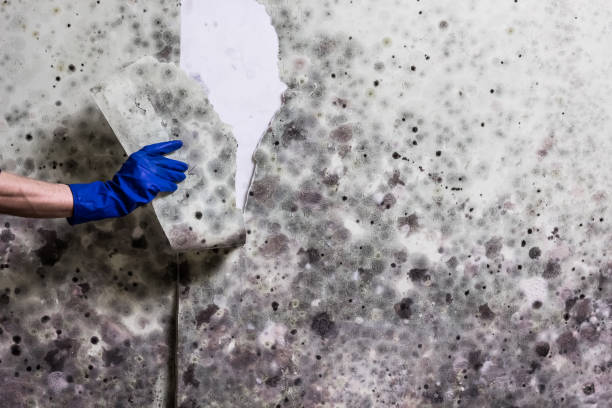 Best Crawl Space Mold Remediation in Wernersville, PA