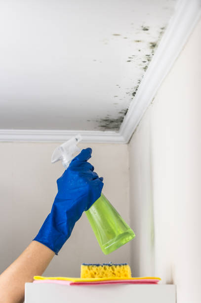 Best Attic Mold Remediation in Wernersville, PA